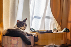 子猫用ベッドを選ぶ。