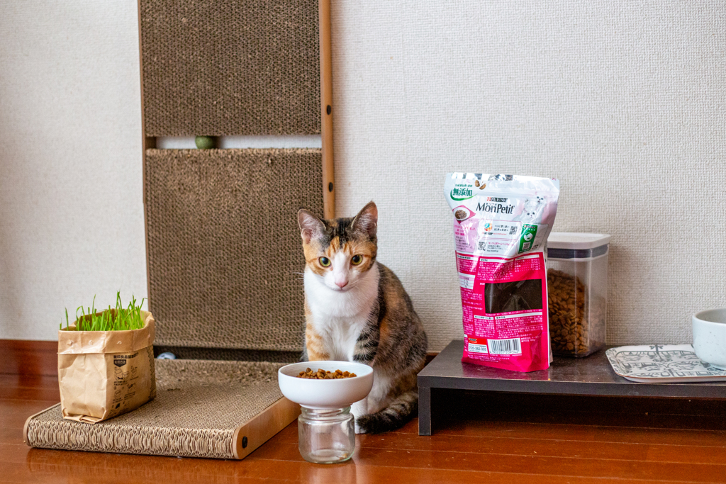 ごはんタイム。