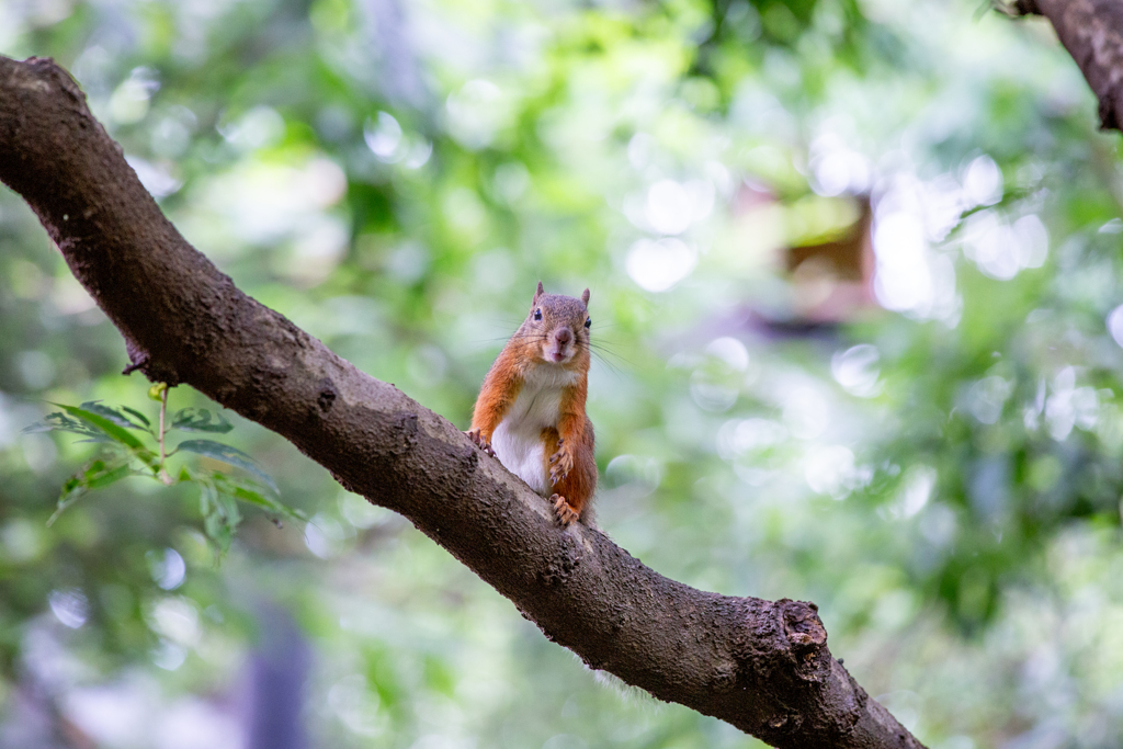 見張り台のヒーロー。