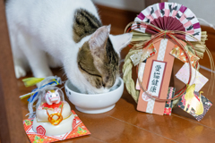 猫のお正月。