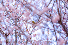 春のテイスター。