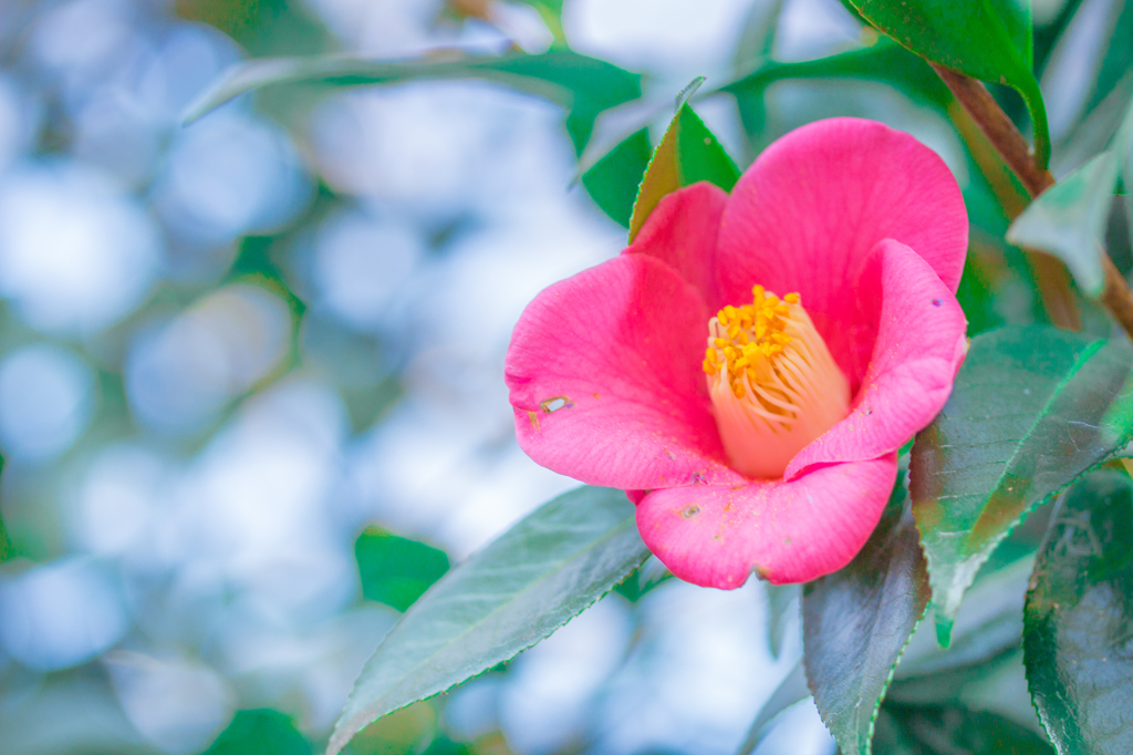 山茶花。