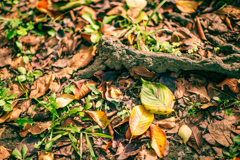 色づく足もと。