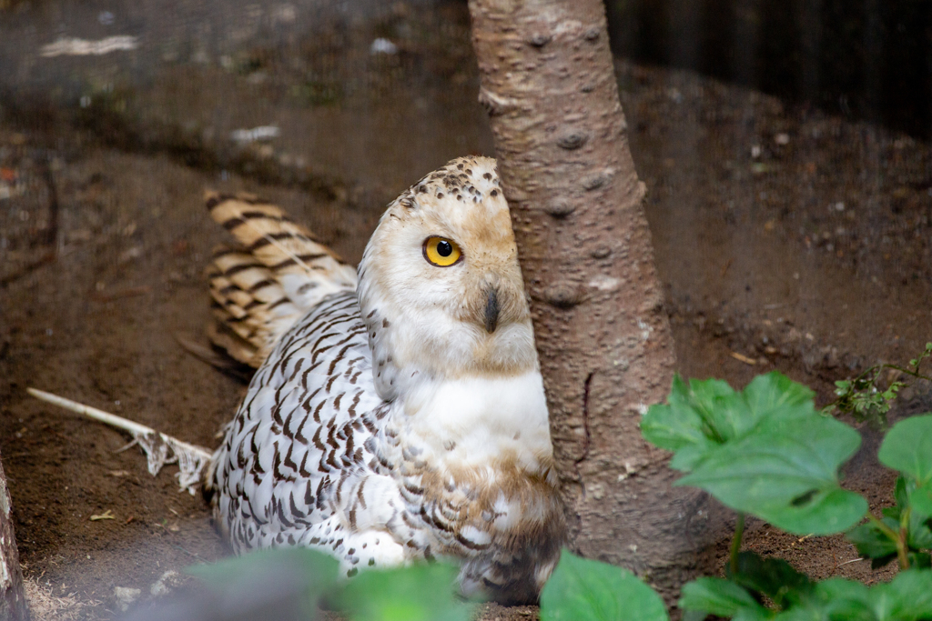 木陰のスナイパー。