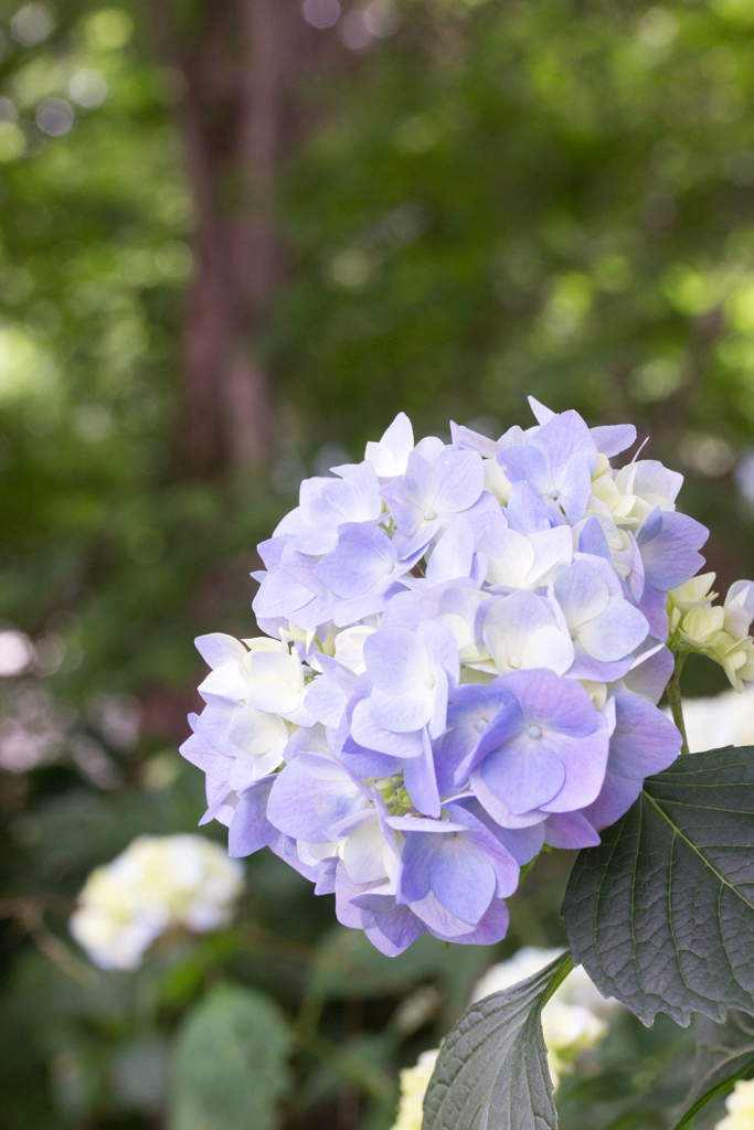 紫陽花。