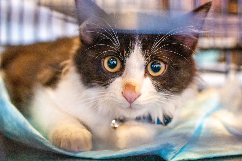 琥珀色のレンズ。