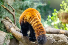 主役はしっぽ。