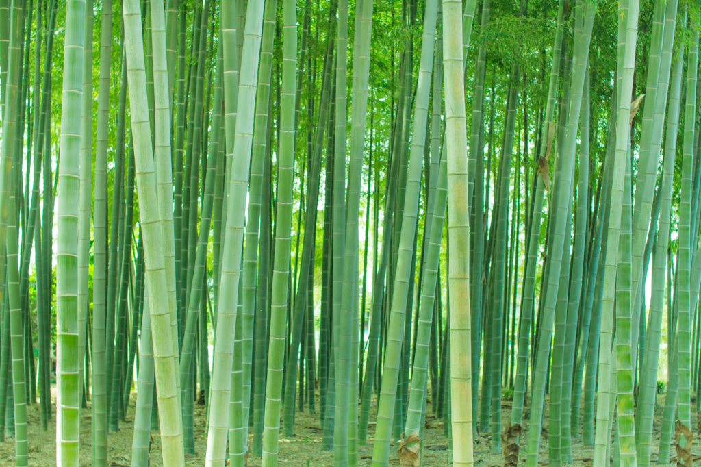 竹林。