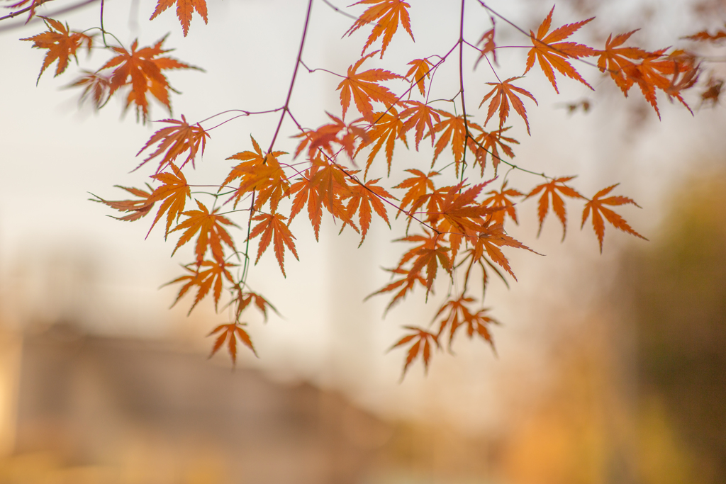 紅葉の風情。