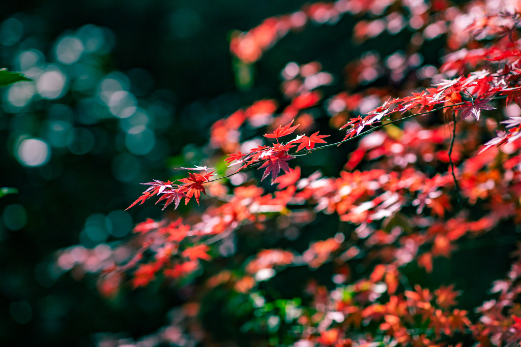 紅葉の饗宴。