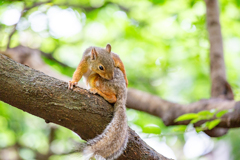 夏支度のブラッシング。