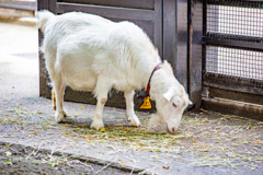 赤い首輪の白ヤギさん。