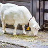 赤い首輪の白ヤギさん。
