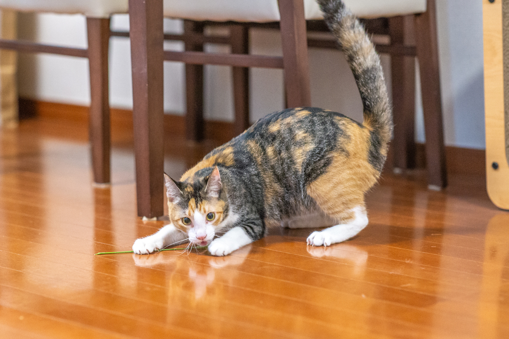 猫じゃらしゲット。
