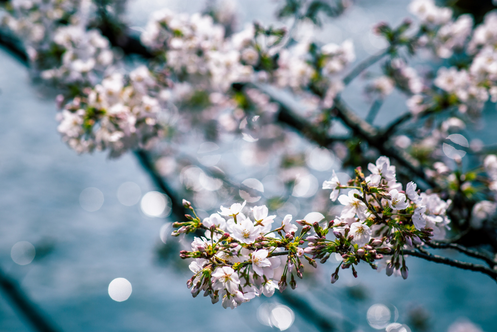 桜と水面のコントラスト。