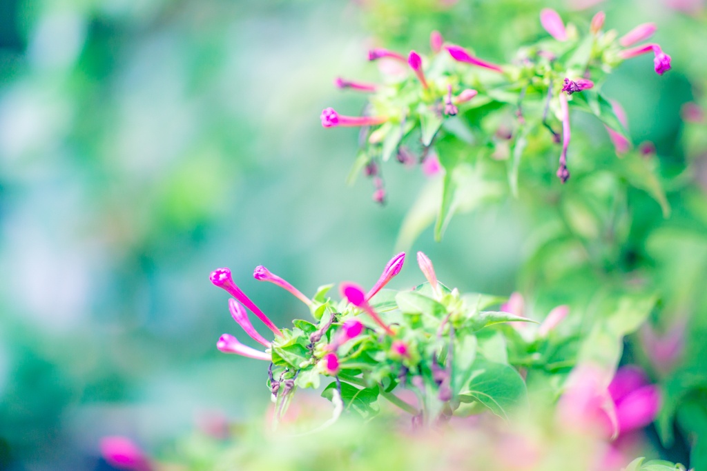 やわらかな午後。