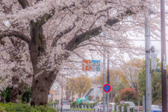 桜と交通標識のコラボ。