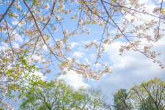 見上げた春空。