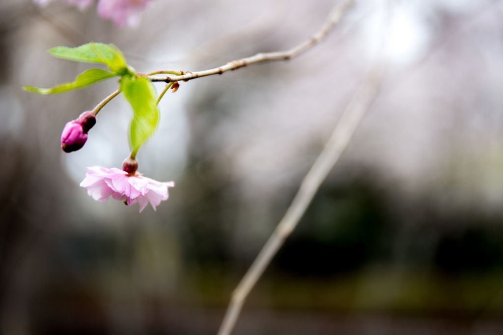 花。