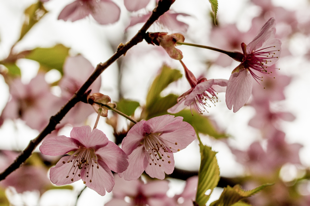 繊細な花弁。