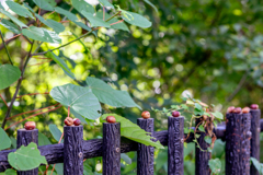 どんぐり会議。