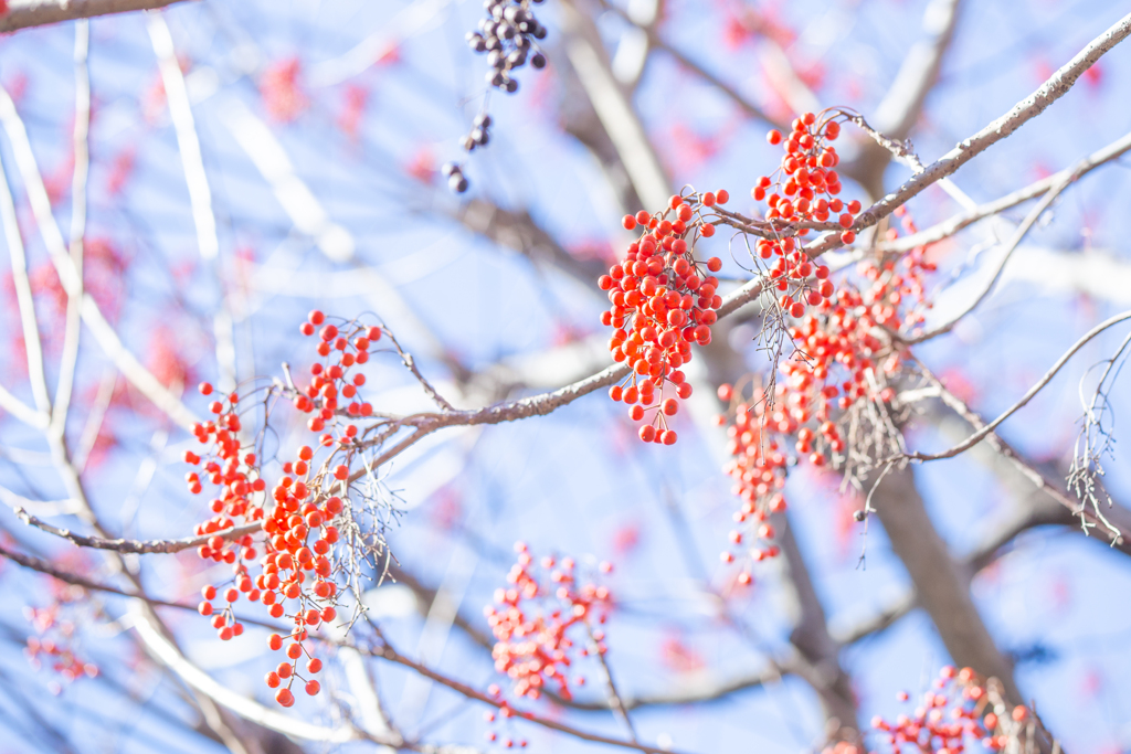 赤いシャンデリア。