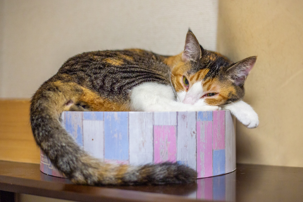 ぎゅうぎゅう。