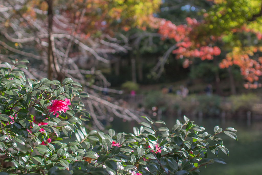 花と紅葉。