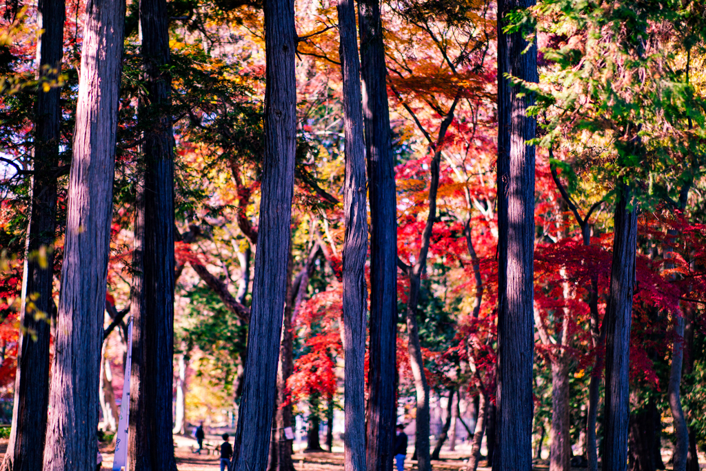 幹と紅葉の調べ。