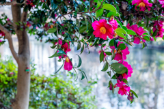 空からこぼれる花。