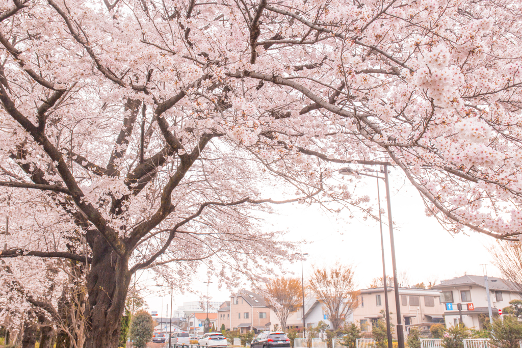 桜。