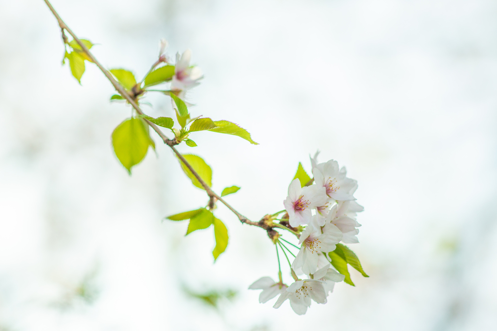 もう葉桜。
