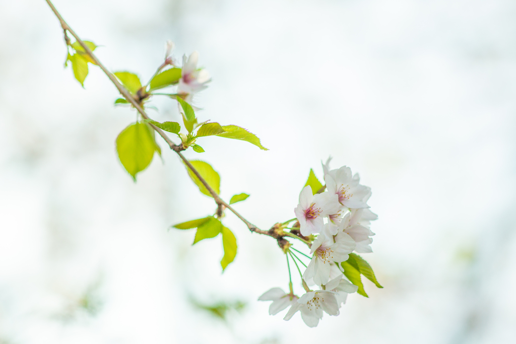 もう葉桜。