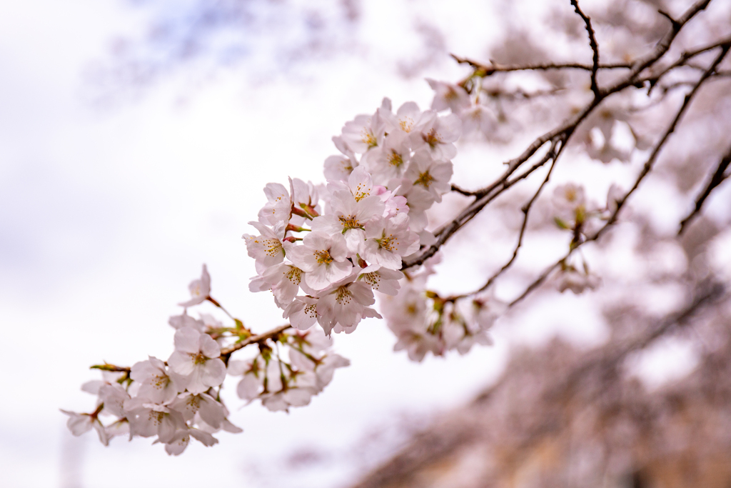 桜の枝。