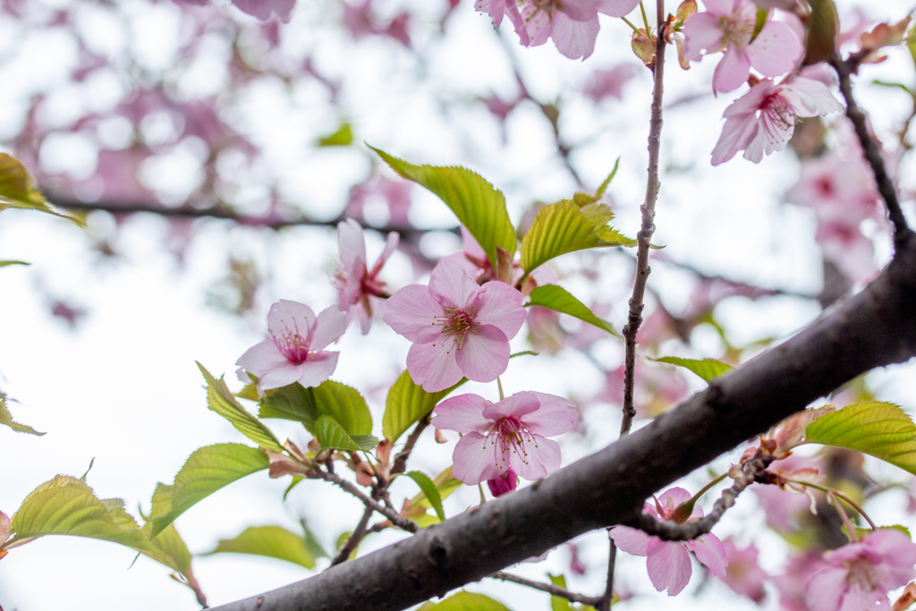 葉桜になった河津桜。