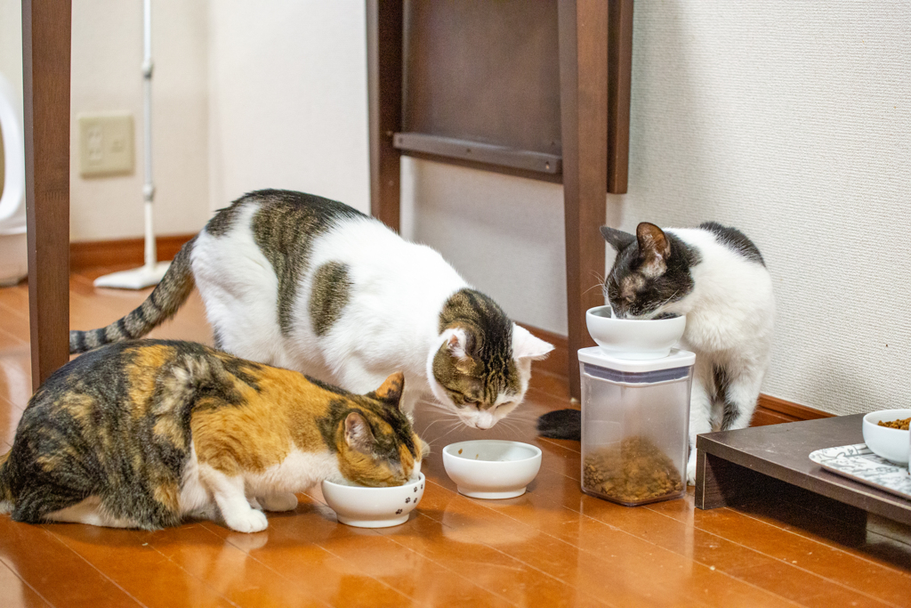 朝の定常運転。