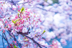 桜と青空の輝き。