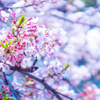 桜と青空の輝き。