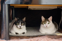 兄猫、弟猫。