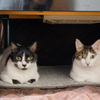 兄猫、弟猫。
