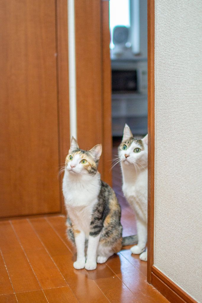 おやつレーダー作動中。
