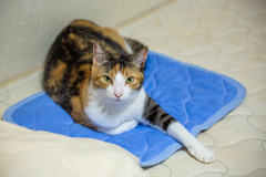 自慢のおてて。