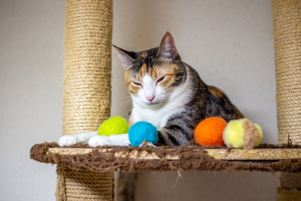 ぜんぶこはちゃんの。