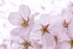 桜の花びら。