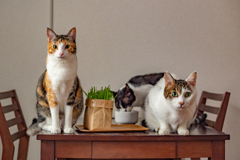 集まれ3猫トリオ。