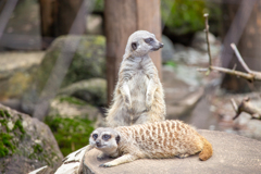 デコボコ警備隊。