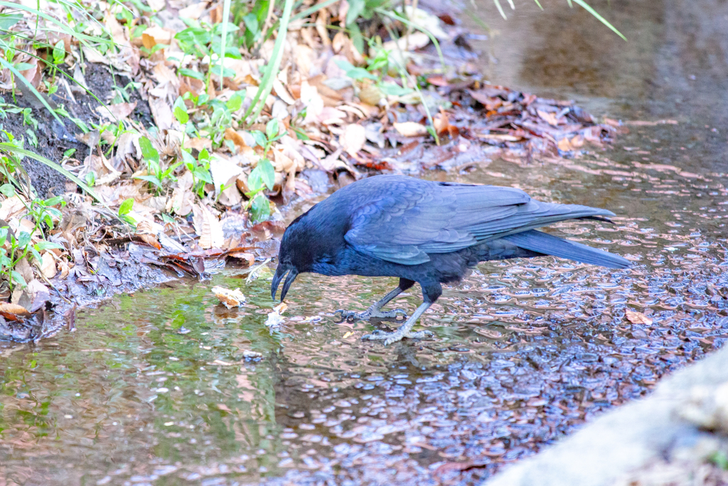 せせらぎの拾いもの。