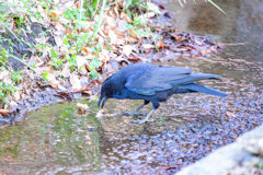 せせらぎの拾いもの。