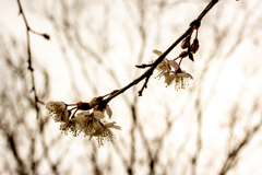 散りゆく河津桜。
