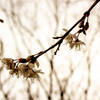 散りゆく河津桜。